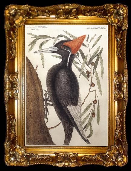 framed  Catesby Mark Largest White Billed Woodpecker, ta009-2